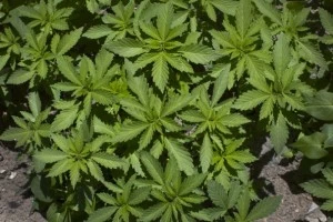 marijuana