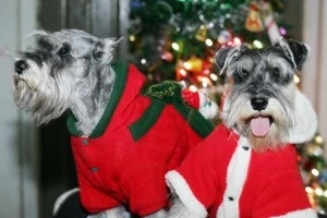 dogs in santa coats