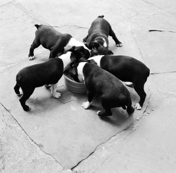 dogs