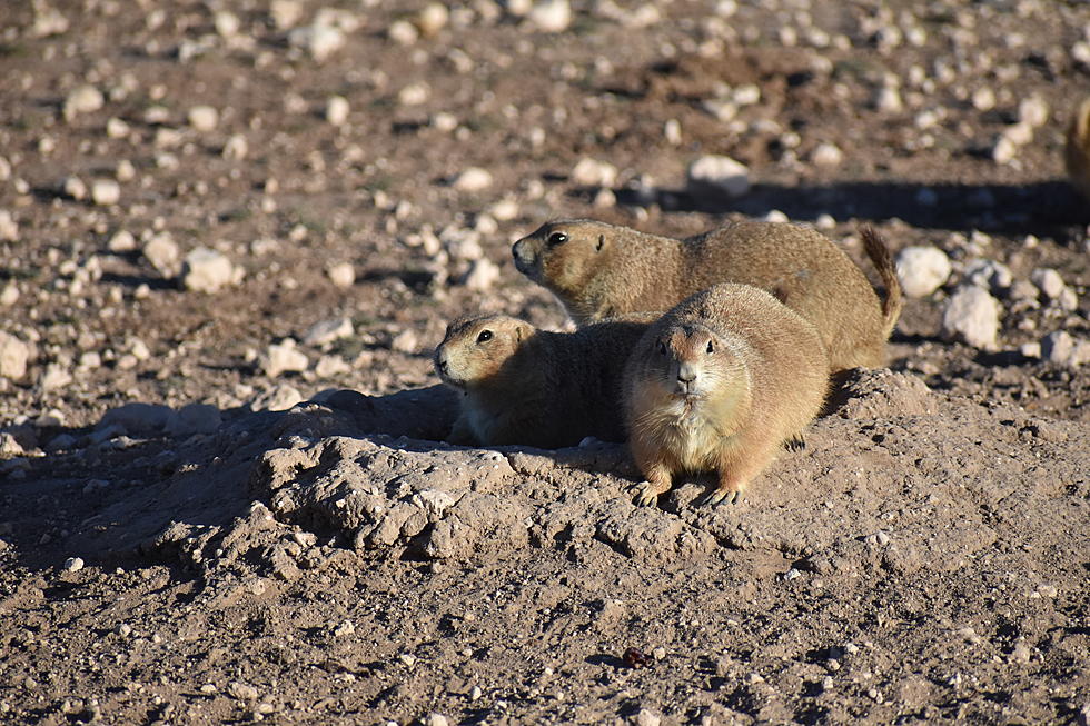 What Do Lubbock Prairie Dogs Do When It Snows?