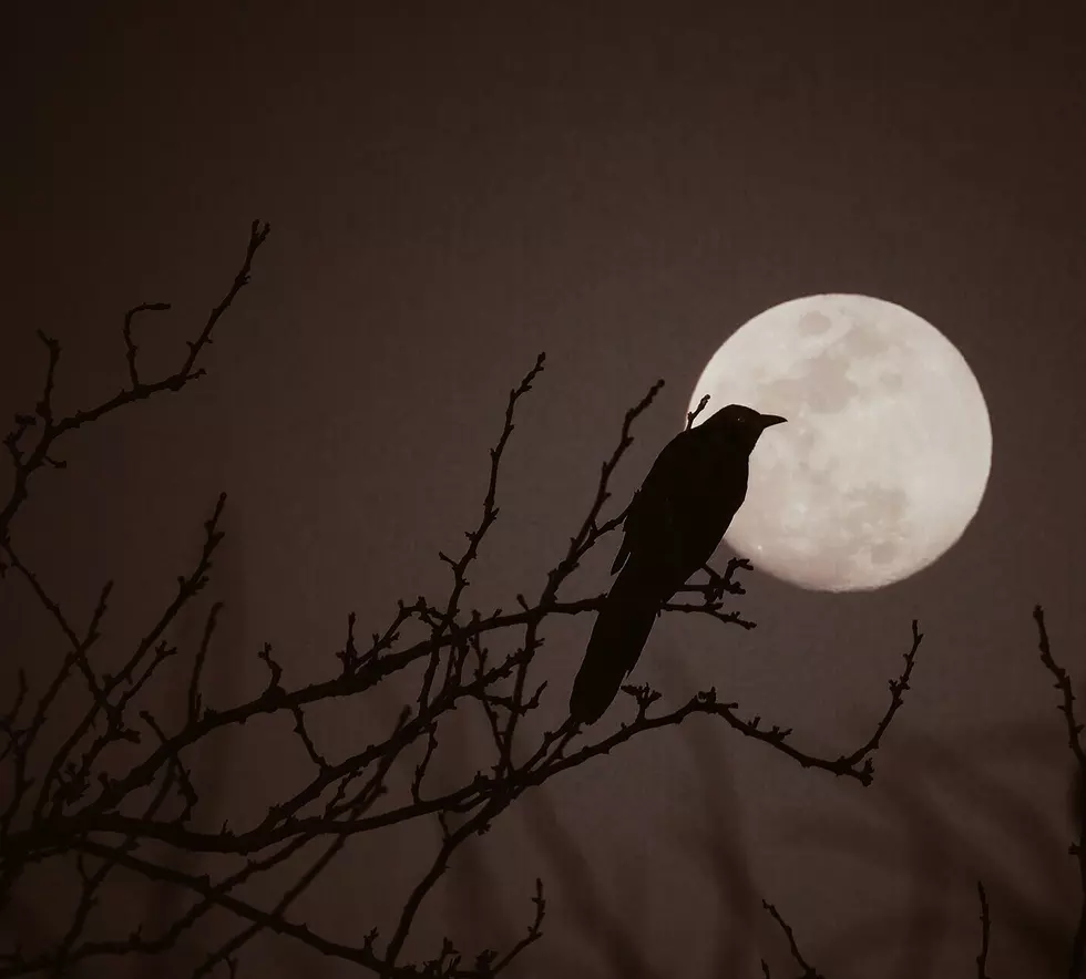 Are Birds Placing Lubbock On an Exclusive ‘No Fly List’?